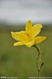 黄花