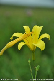 黄百合花