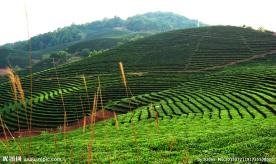 景迈古树茶茶山图片