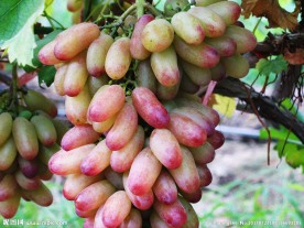 鸿山红提