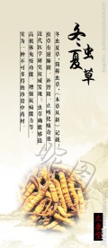 冬虫夏草海报