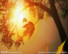 婚庆影视制作素材落叶