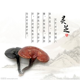 灵芝