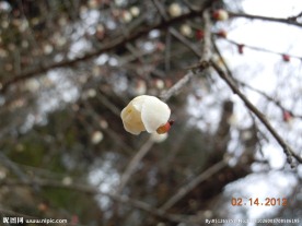 白腊梅花