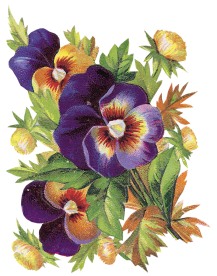 复古蝴蝶兰花朵