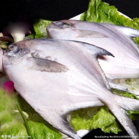 鲳鱼