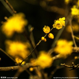 腊梅花