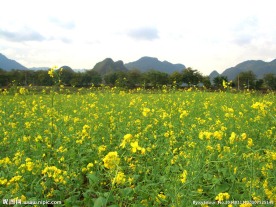 广东油菜花