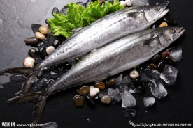 马鲛鱼