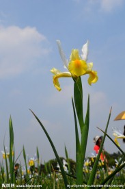 石象湖鸢尾花