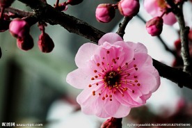 梅花