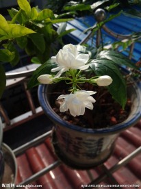 盆栽茉莉