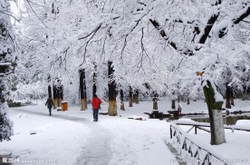 雪松