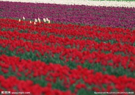 郁金香花海