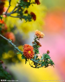 橘红菊花