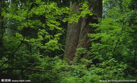 森林巨木