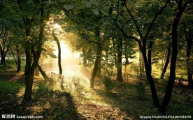 树林光线