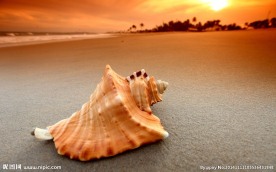沙滩海螺