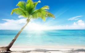 椰树海滩