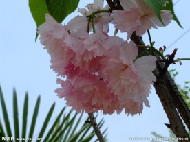 樱花