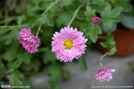 菊花