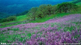薰衣草山坡