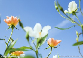 晴天花朵