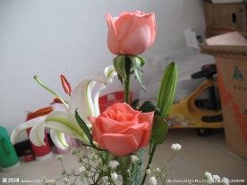玫瑰百合