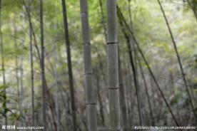 竹林