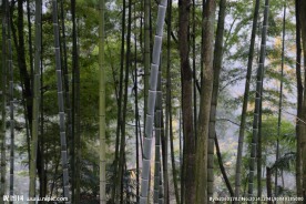 竹林