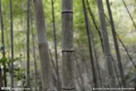 竹林