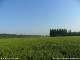 麦田