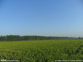 麦田
