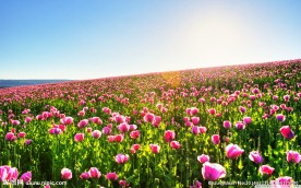 花海