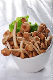茶树菇