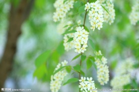 小白花