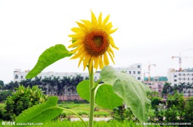 菜园向阳花