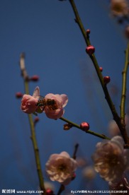 梅花
