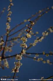 梅花