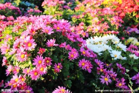 长春公园花海