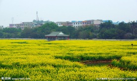 油菜花海