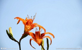 萱草金针花