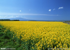 奥林匹克公园花海