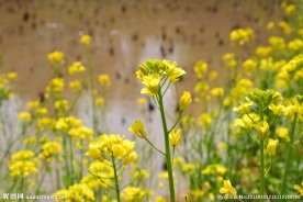 油菜花