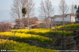 沙溪古镇田园风光