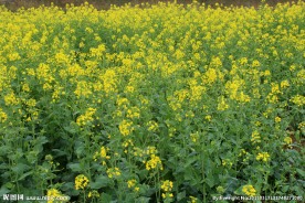 油菜花开