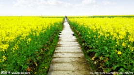 油菜花  花海