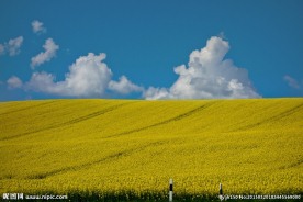 金色油菜花海