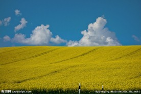 油菜花背景图片