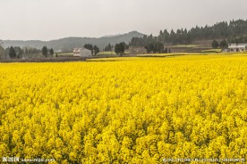 油菜花